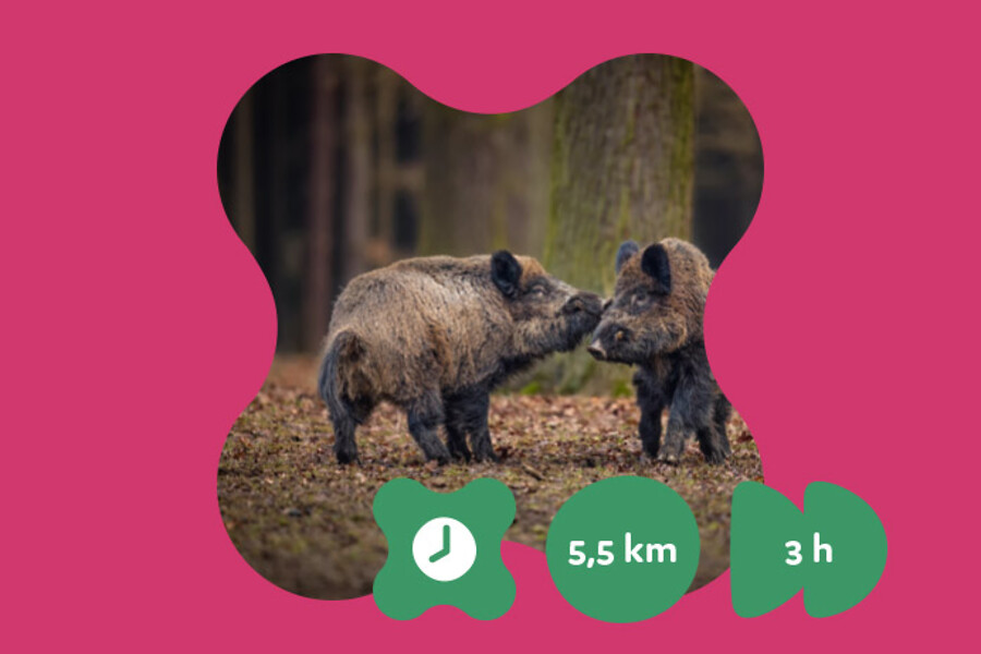 Schau, Wildsau!