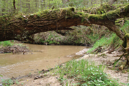 Im Röthenbachtal &ndash; (30.04.2012, VGN &copy;&nbsp;VGN GmbH)