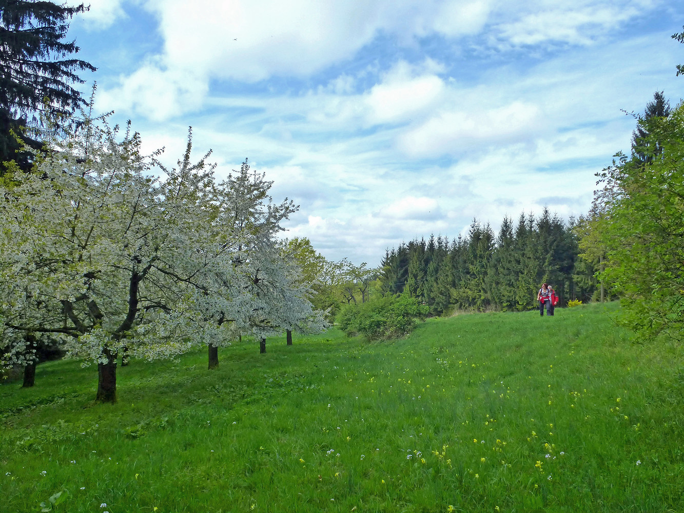 Kirschblüte am Hetzleser Berg &ndash;  (21.04.2014, VGN &copy;&nbsp;VGN GmbH)