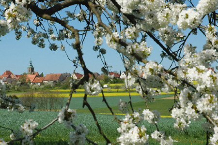 Kirschblüte &ndash; (16.04.2007, up3 &copy;&nbsp;up3)