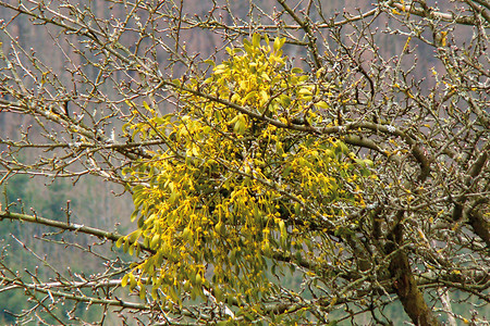 Mistelzweig &ndash; (VGN &copy;&nbsp;VGN GmbH und örtliche Gemeinden)