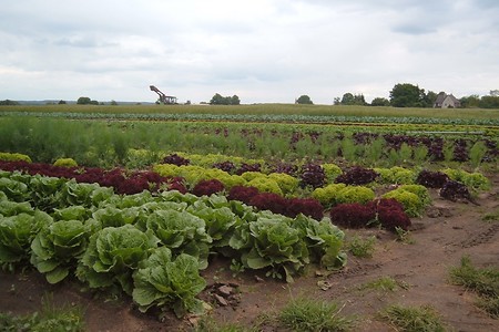 Salatmix &ndash; (VGN &copy;&nbsp;VGN GmbH)