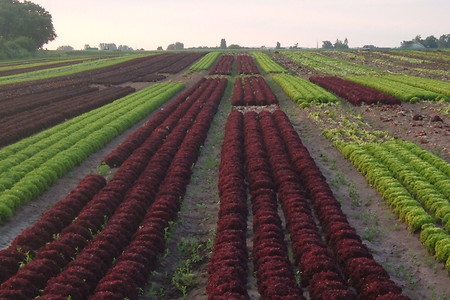 Lollo Rosso Anbau &ndash; (VGN &copy;&nbsp;VGN GmbH)