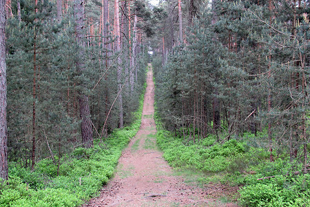 Waldweg vor Pleinfeld &ndash; (18.05.2014, VGN &copy;&nbsp;VGN GmbH)