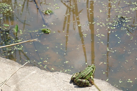 Frösche am Weiher &ndash; (18.02.2019, VGN S.Daßler &copy;&nbsp;VGN GmbH)