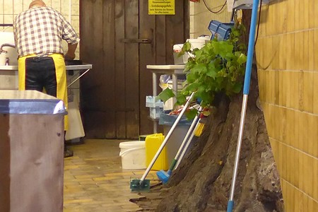 Die Linde in der Küche &ndash; (18.02.2019, Gertrud Härer &copy;&nbsp;Gertrud Härer)