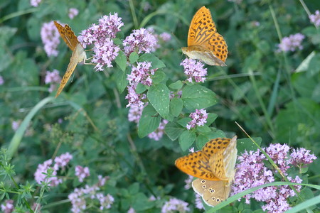 Schmetterlinge &ndash; (18.02.2019, Gertrud Härer &copy;&nbsp;Gertrud Härer)