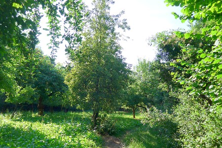 Wald- und Wiesenweg &ndash; (18.02.2019, Gertrud Härer &copy;&nbsp;Gertrud Härer)
