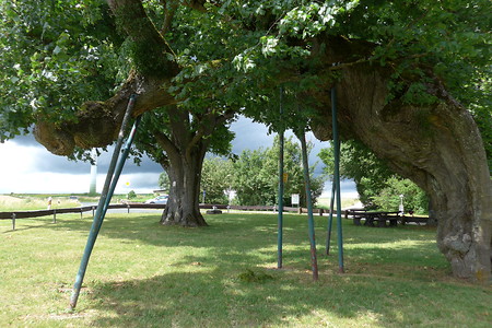 Gestütze Linde &ndash; (18.02.2019, Gertrud Härer &copy;&nbsp;Gertrud Härer)