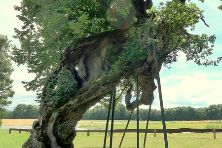 Verschnorkelte Linde &ndash; (18.02.2019, Gertrud Härer &copy;&nbsp;Gertrud Härer)