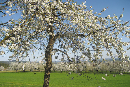 Herbert 013.jpg &ndash; (VGN &copy;&nbsp;VGN GmbH)