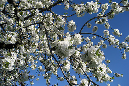 Zum Kirschendorf &ndash; (VGN &copy;&nbsp;VGN GmbH)