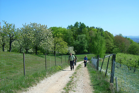 Vorbei an den Kirschgärten &ndash; (VGN &copy;&nbsp;VGN GmbH)