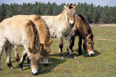 Tour 1: Urwildpferde im Naturschutzgebiet Tennenloher Forst &ndash; (VGN &copy;&nbsp;VGN GmbH)