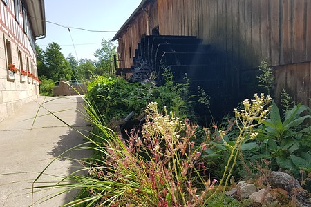 Sägewerk &ndash; (15.06.2019, S. Dassler &copy;&nbsp;VGN GmbH)