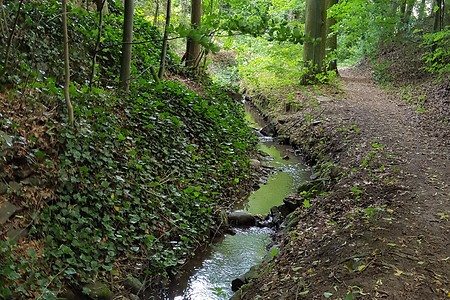 Bach &ndash; (15.06.2019, S. Dassler &copy;&nbsp;VGN GmbH)