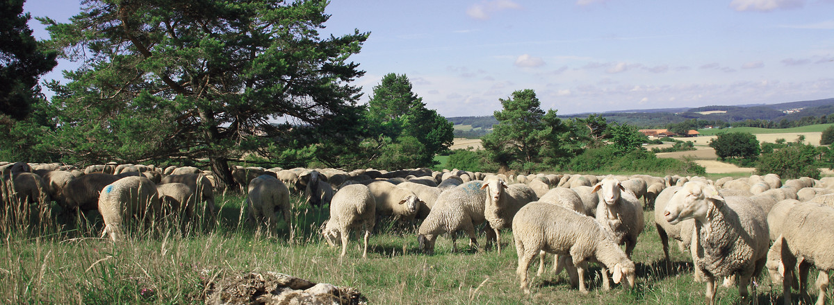 Altmühltaler Lamm &ndash;  (&copy;&nbsp;Stadt Pappenheim)