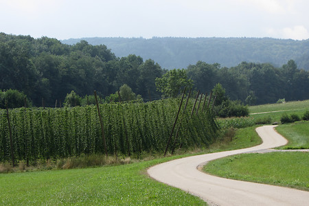Hopfenfeld im Blick &ndash; (13.08.2013, VGN &copy;&nbsp;VGN GmbH)