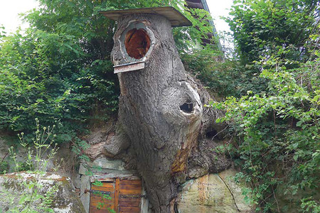 Naturdenkmal Steineiche &ndash; (17.07.2020, Andrea Gaspar-Klein &copy;&nbsp;VGN GmbH)