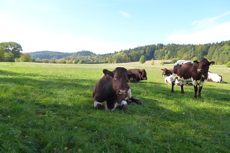 Glückliche Kühe &ndash; (03.10.2015, VGN &copy;&nbsp;VGN GmbH)