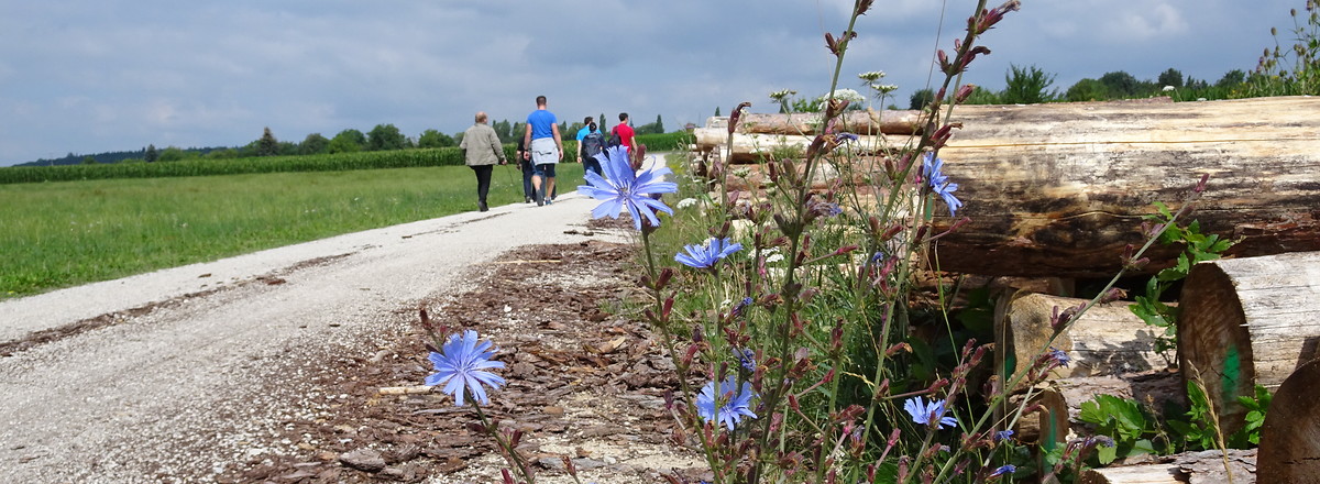 Am Wegesrand &ndash;  (12.07.2018, VGN S.Daßler &copy;&nbsp;VGN GmbH)