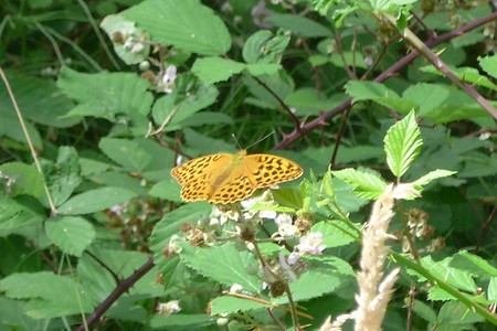 Schmetterling &ndash; (18.02.2019, Gertrud Härer &copy;&nbsp;Gertrud Härer)