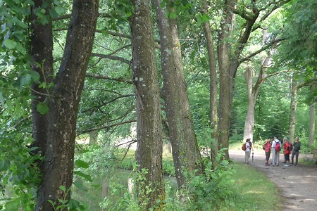 Waldgebiet bei den Tanzenhaider Weihern &ndash; (18.02.2019, Gertrud Härer &copy;&nbsp;Gertrud Härer)