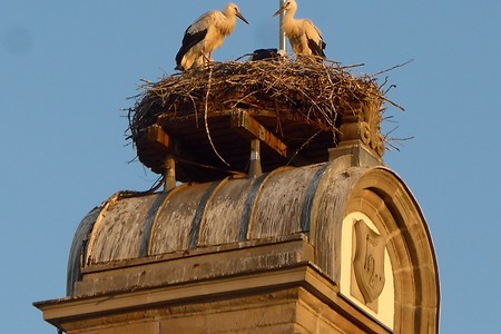 Storchennest hoch oben &ndash; (18.02.2019, Gertrud Härer &copy;&nbsp;Gertrud Härer)