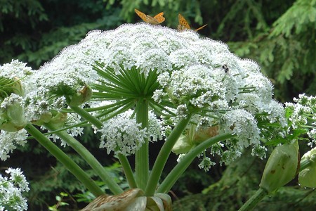 Riesen-Bärenklau &ndash; (18.02.2019, Gertrud Härer &copy;&nbsp;Gertrud Härer)