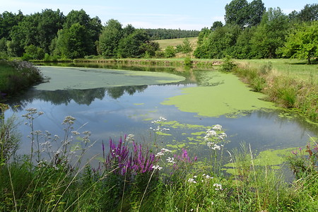 Weiherlandschaft &ndash; (20.07.2018, VGN S.Daßler &copy;&nbsp;VGN GmbH)
