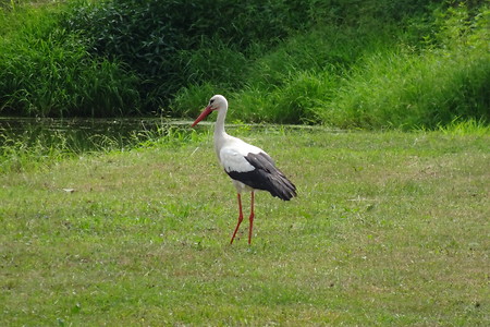 Storch auf der Wiese &ndash; (20.07.2018, VGN S.Daßler &copy;&nbsp;VGN GmbH)