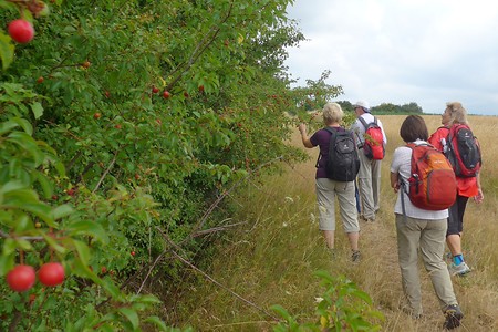 Natürliches &ndash; (18.02.2019, Gertrud Härer &copy;&nbsp;Gertrud Härer)