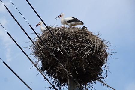 Storchennest &ndash; (20.07.2018, VGN S.Daßler &copy;&nbsp;VGN GmbH)