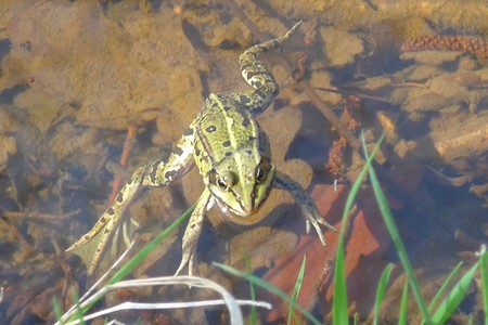 Frosch im Weiher &ndash; (18.02.2019, Gertrud Härer &copy;&nbsp;Gertrud Härer)