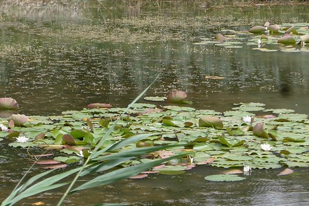 Seerosen &ndash; (18.02.2019, Gertrud Härer &copy;&nbsp;Gertrud Härer)