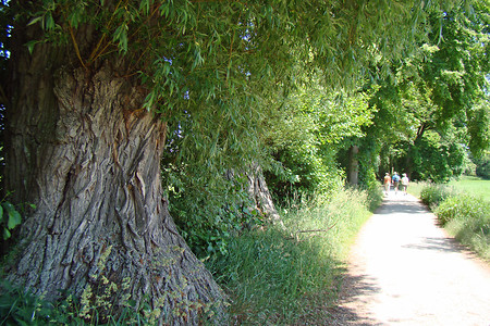 Baumriesen &ndash; (04.02.2016, VGN &copy;&nbsp;VGN GmbH)