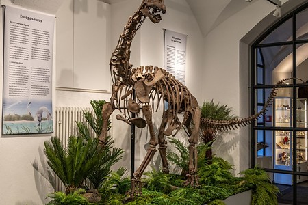 Das Europasaurus Skelett im Naturkundemuseum Bamberg &ndash; (Dr. Oliver Wings &copy;&nbsp;Naturkundemuseum Bamberg)