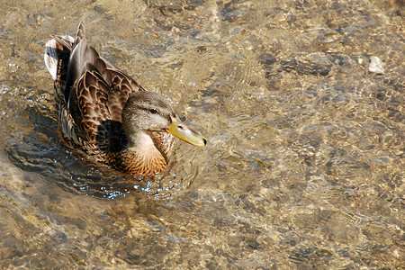 Ente auf dem Lauterbach &ndash; (VGN &copy;&nbsp;VGN GmbH)