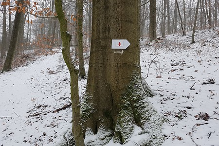 Rote Tanne Wegweiser &ndash; (03.02.2019, S. Dassler &copy;&nbsp;VGN GmbH)