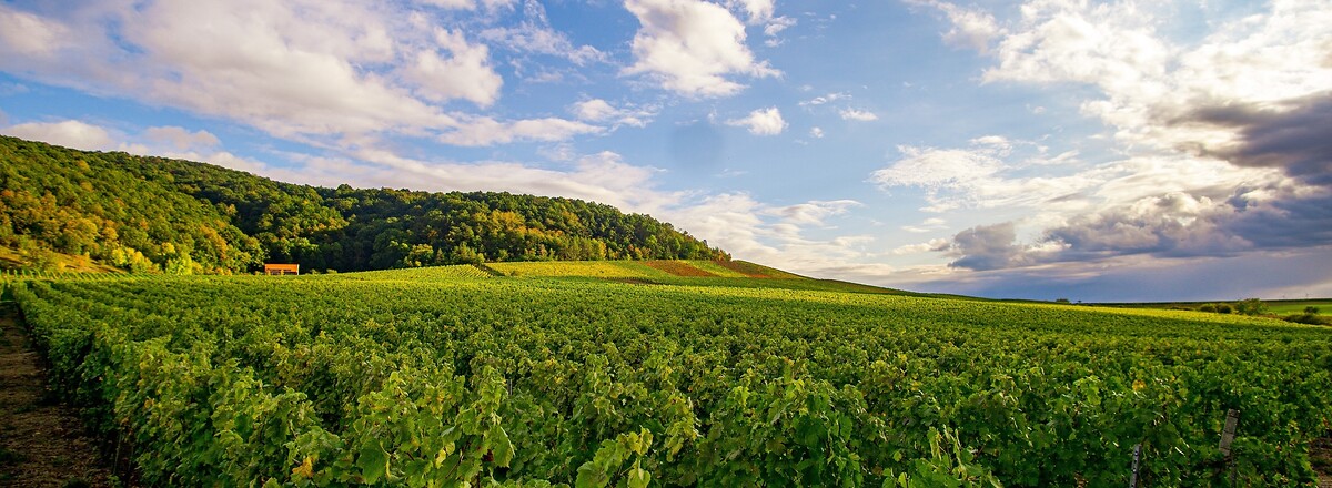 Tannenberg &ndash;  (12.10.2020, U. Büscher &copy;&nbsp;VGN GmbH)