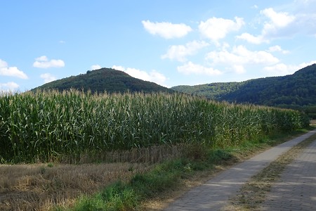 Maisfeld nach Ebermannstadt &ndash; (05.08.2018, S. Dassler &copy;&nbsp;VGN GmbH)
