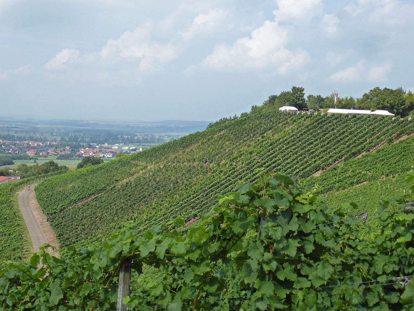 Weinberge in Franken &ndash;  (VGN &copy;&nbsp;VGN GmbH)