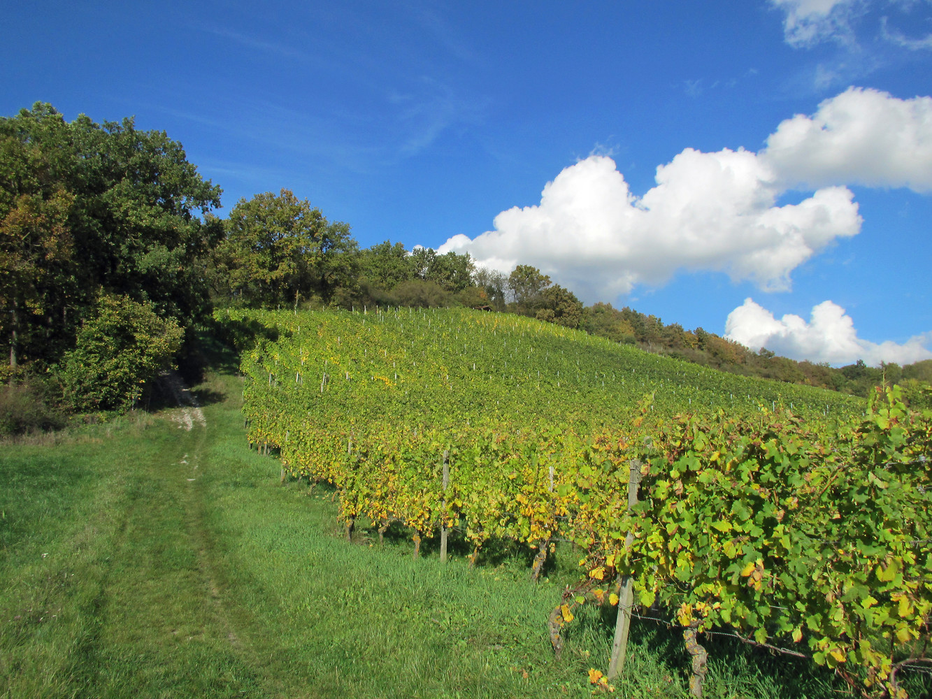 Fränkische Weinberge &ndash;  (VGN &copy;&nbsp;VGN GmbH)