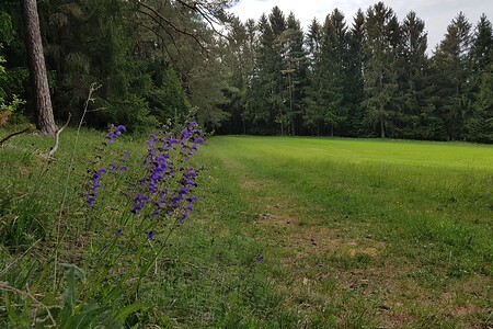 Über die Wiese &ndash; (26.05.2020, S. Dassler &copy;&nbsp;VGN GmbH)