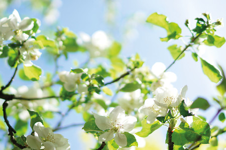 Blüten &ndash; (U. Büscher &copy;&nbsp;VGN GmbH)