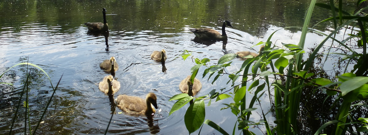 Gänsefamilie am Weißensee &ndash;  (VGN &copy;&nbsp;VGN GmbH)