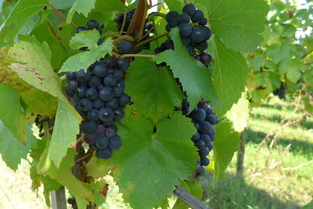 Weintrauben &ndash; (27.02.2017, UNTHEIM Presse PR Publikationen &copy;&nbsp;UNTHEIM Presse PR Publikationen)