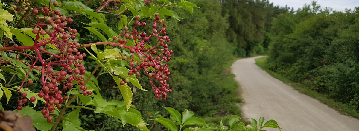 Holunder am Weg &ndash;  (14.08.2019, S. Dassler &copy;&nbsp;VGN GmbH)