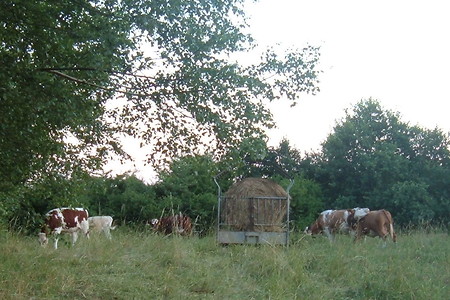 Kühe &ndash; (01.10.2015, VGN &copy;&nbsp;VGN GmbH)