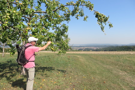 Apfelbaum am Weg &ndash; (01.10.2015, VGN &copy;&nbsp;VGN GmbH)